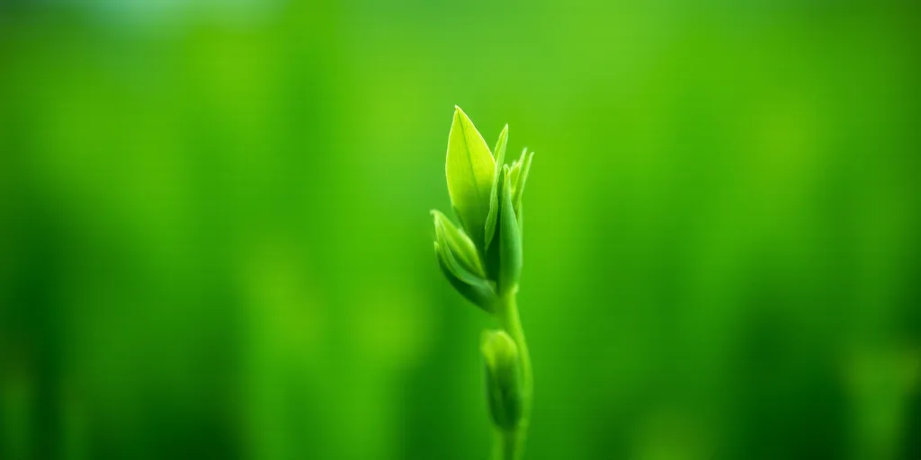 a close up of a green plant with leaves on it's stems and a blurry background of the leaves, Cao Bux