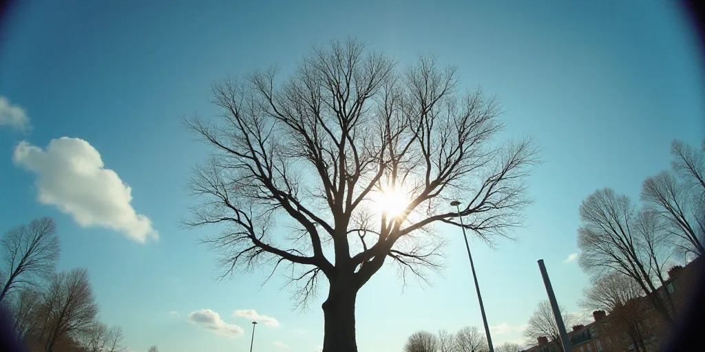 a tree with no leaves and a street light in the background with a blue sky and a few clouds, Corneli